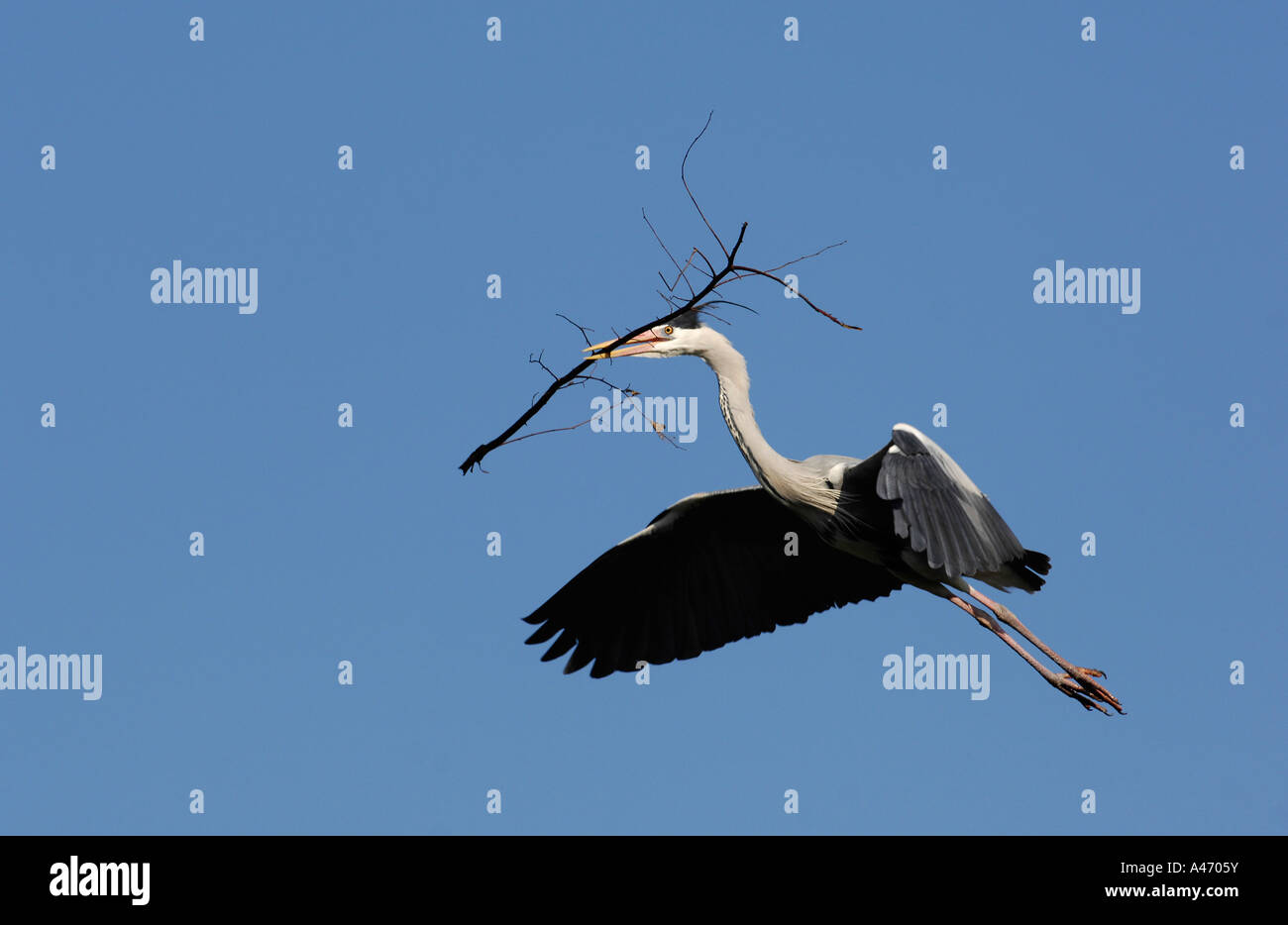 Europäische Graureiher (Ardea Cinerea) mit Verschachtelung material Stockfoto