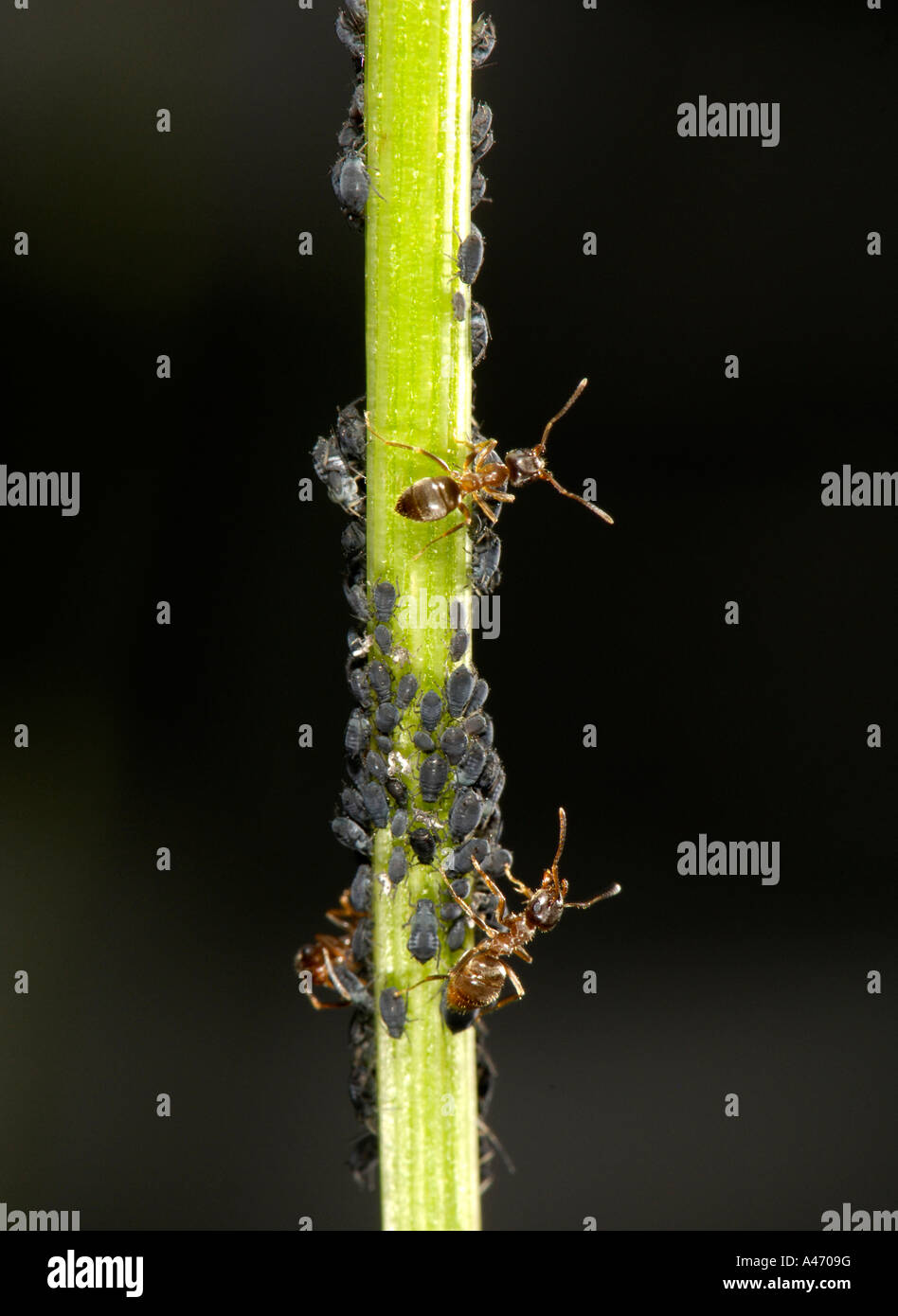 Pflanze Läuse (Aphidoidea) auf Klatschmohns (Papaver Rhoeas) werden durch Ameisen (Formidicae) gemolken wird Stockfoto