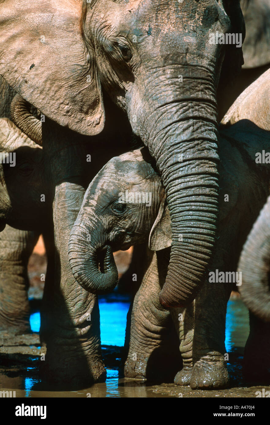 Afrikanischer Elefant Loxodonta Africana trinken am Wasserloch Addo Elephant National Park in Südafrika Stockfoto