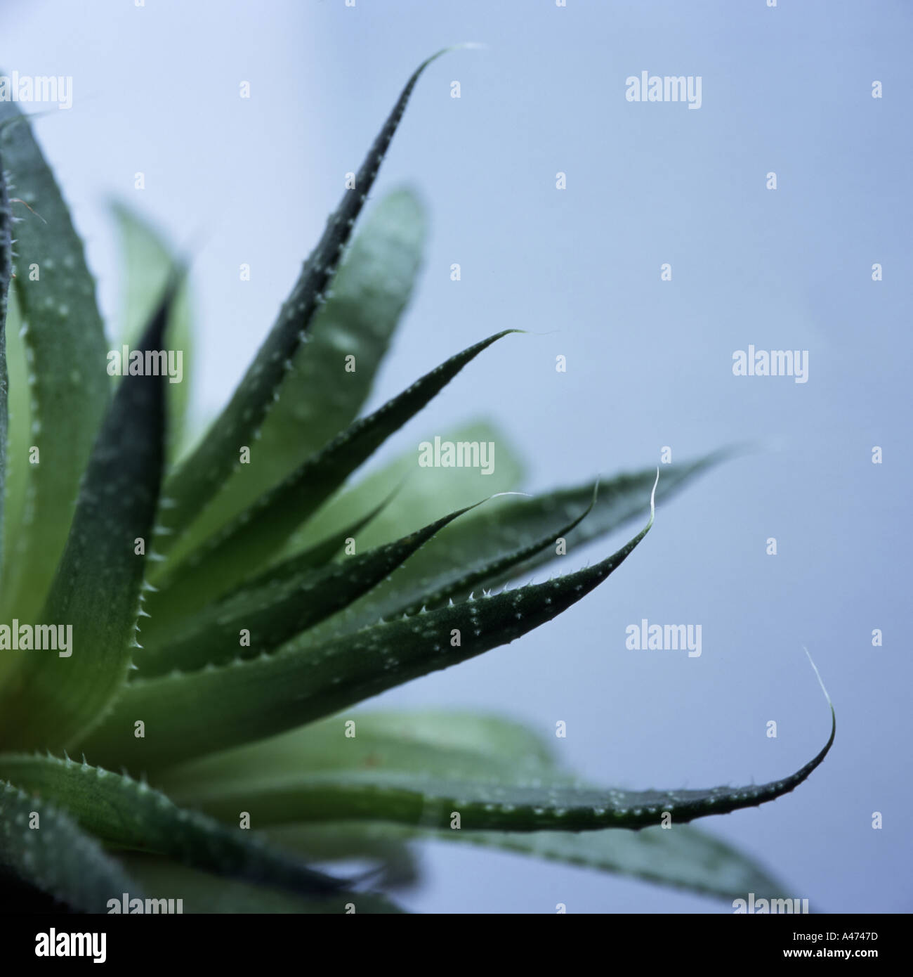 Nahaufnahme der Aloe Vera Pflanze gegen blass grau hinterlegt  Stockfotografie - Alamy