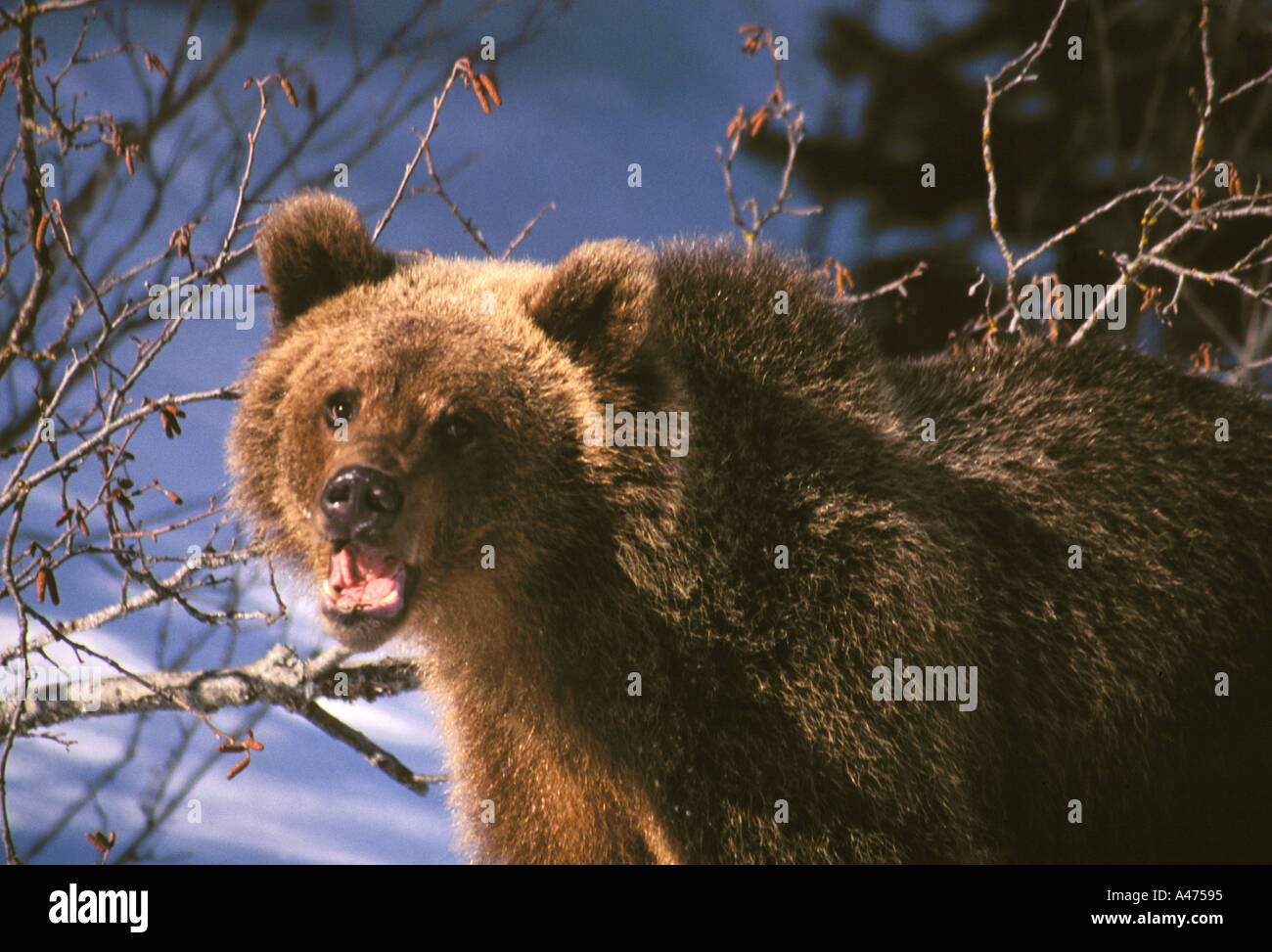 Ein junger Grizzly Bär hält nach dem Toben im Schnee in Montana. Stockfoto