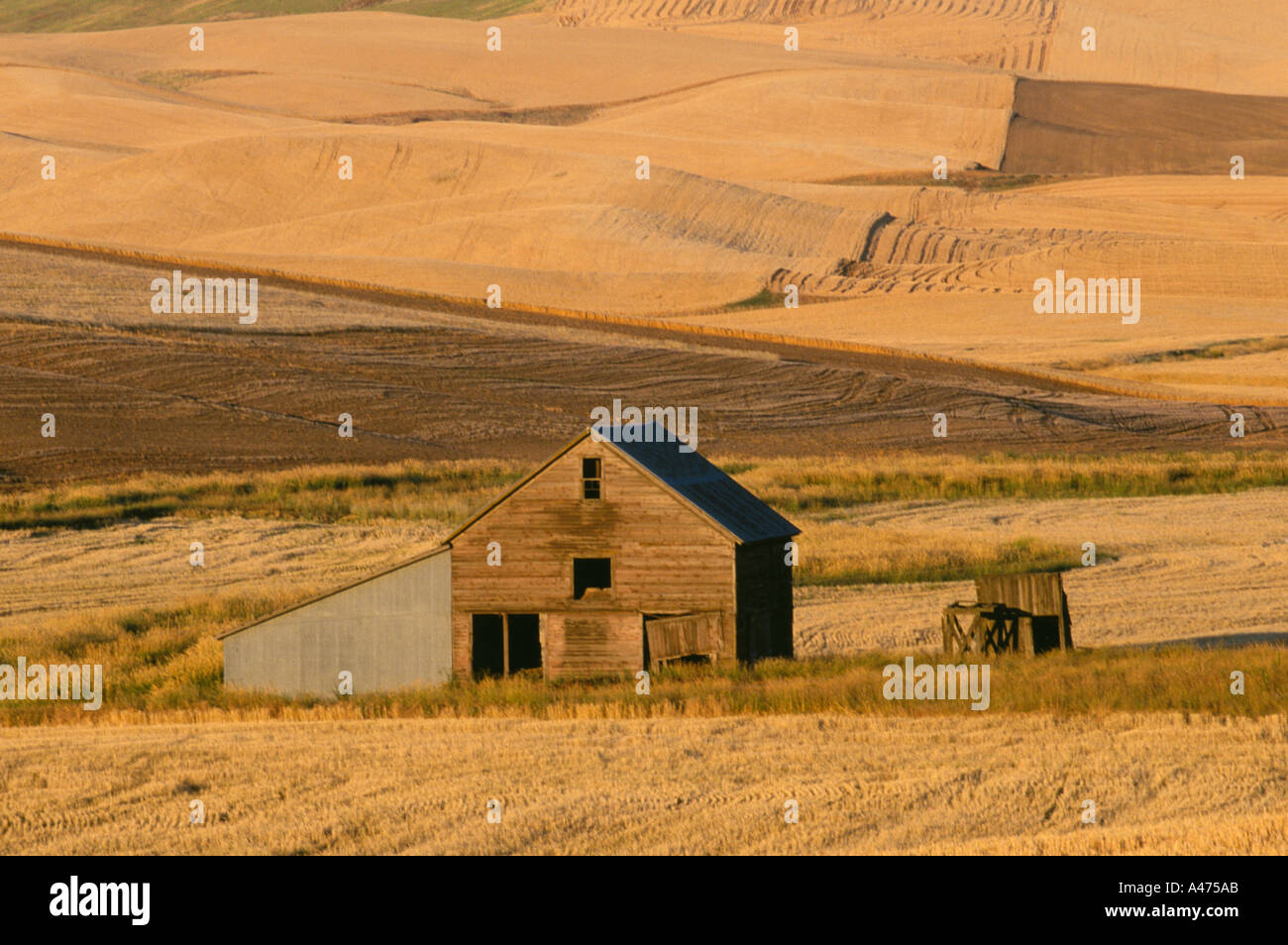 Erdtöne dominieren in den Bereichen von Palouse, Washington, nachdem im Herbst geschnitten. Stockfoto