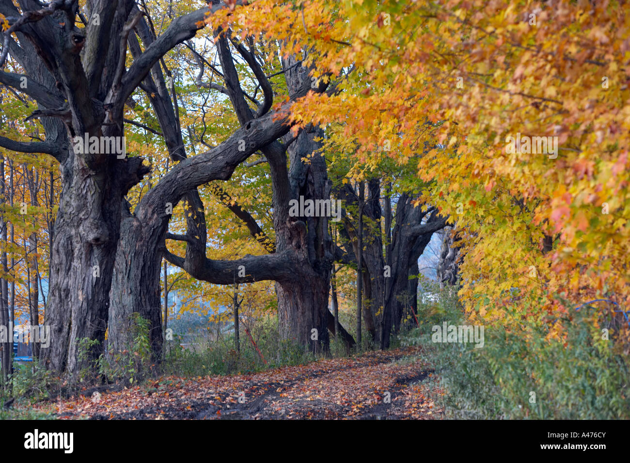 Grüne Gasse, umgeben von Bäumen und Pflanzen Stockfoto