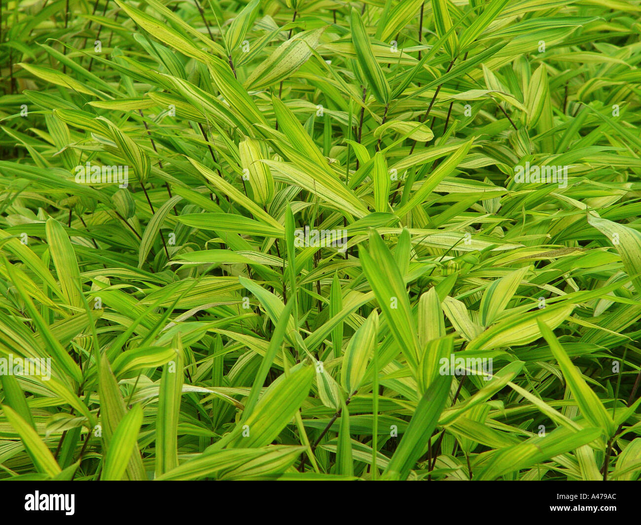 Pleioblastus viridistriatus auricoma -Fotos und -Bildmaterial in hoher ...