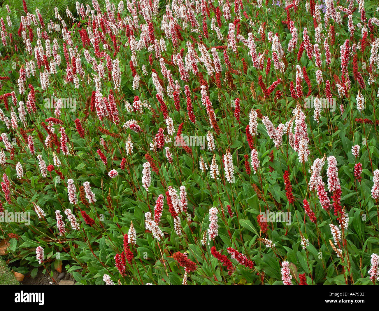 Persicaria Affinis Superba im Garten Stauden mehrjährige Grenze Stockfoto