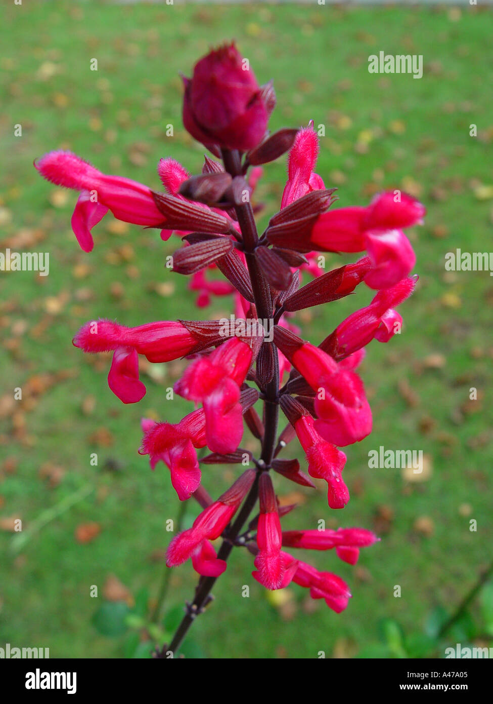 Salvia rote Cluster im Garten Stauden mehrjährige Grenze Stockfoto