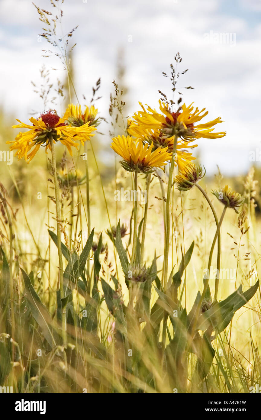 Gelbe Bergblumen auf einer offenen Wiese in den Bergen von Colorado. Stockfoto