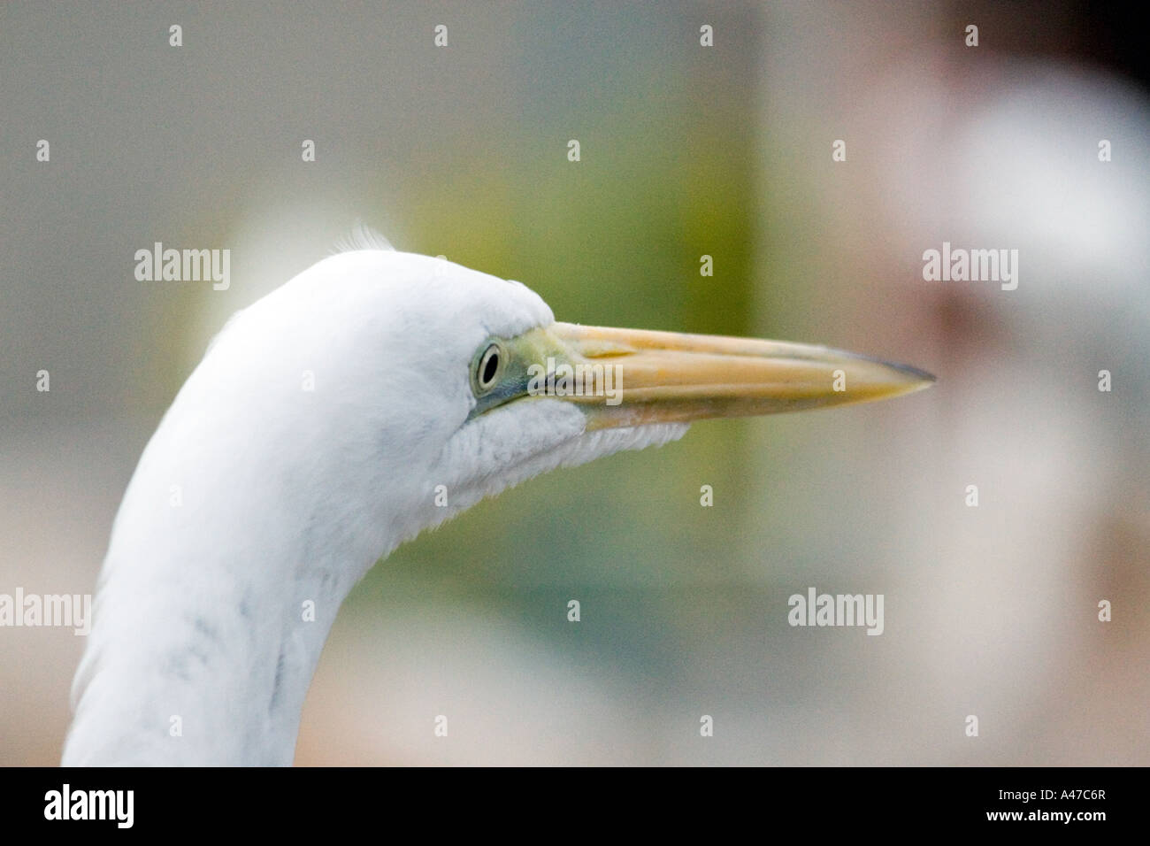 Weiße lange Schnabel Vogel Stockfoto