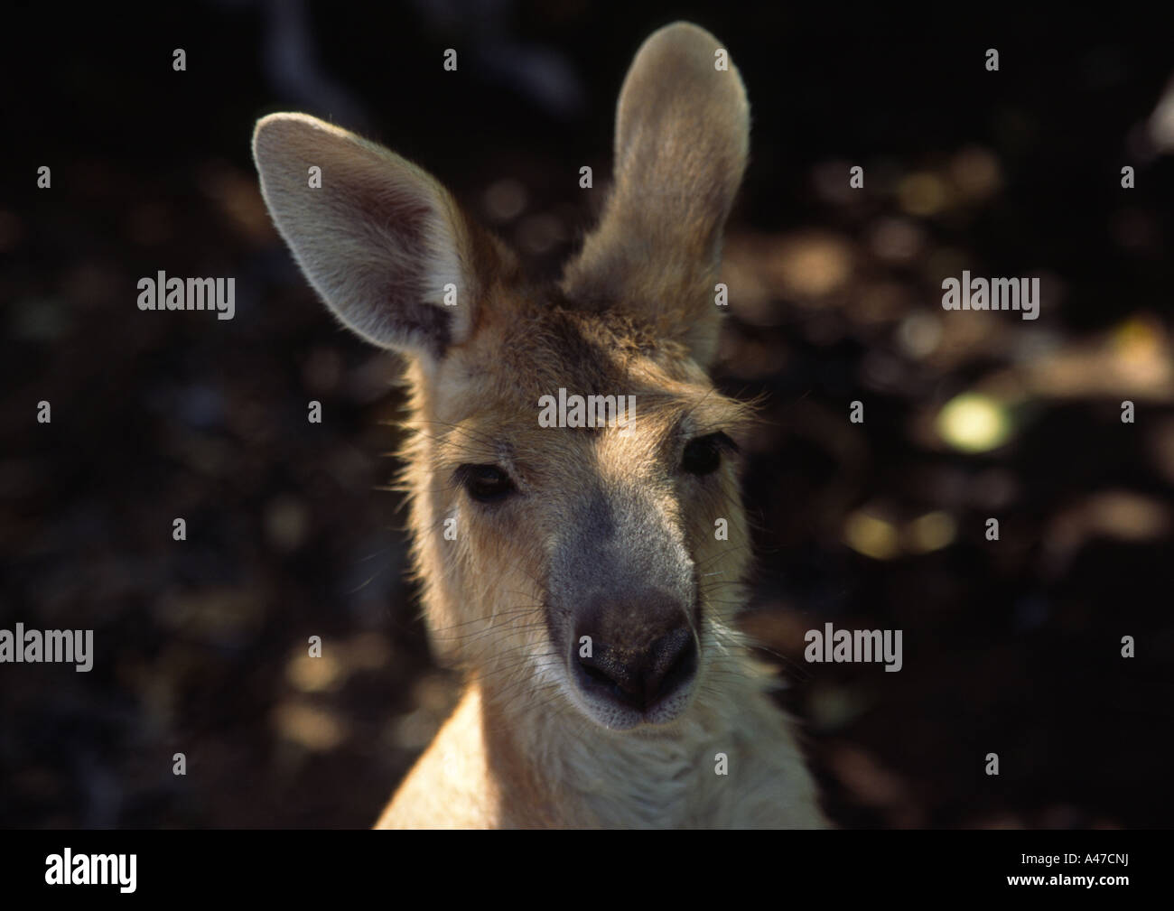 Känguru, Australien Stockfoto