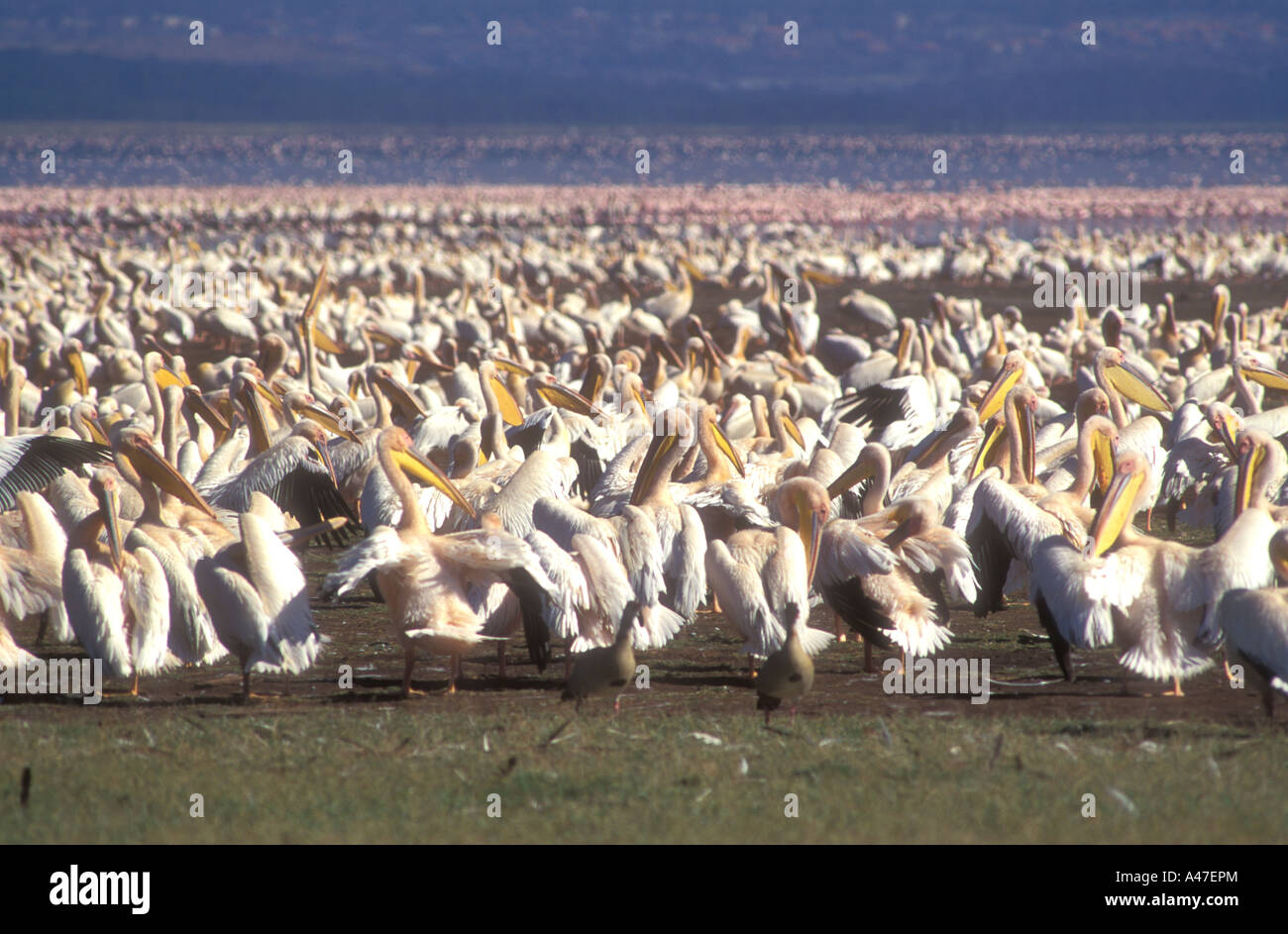 Eine große Herde von weißen Pelikane putzen und pflegen sich auf dem Ufer von Lake Nakuru Kenia in Ostafrika Stockfoto