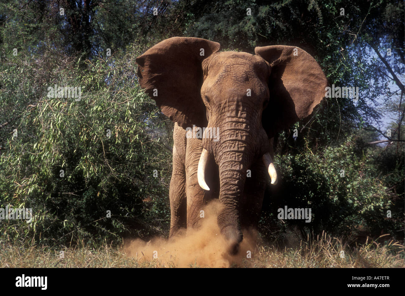 Wütend männlichen Elefanten in Musth Staub und immer bereit, Samburu National Reserve Kenia in Ostafrika zu berechnen Stockfoto