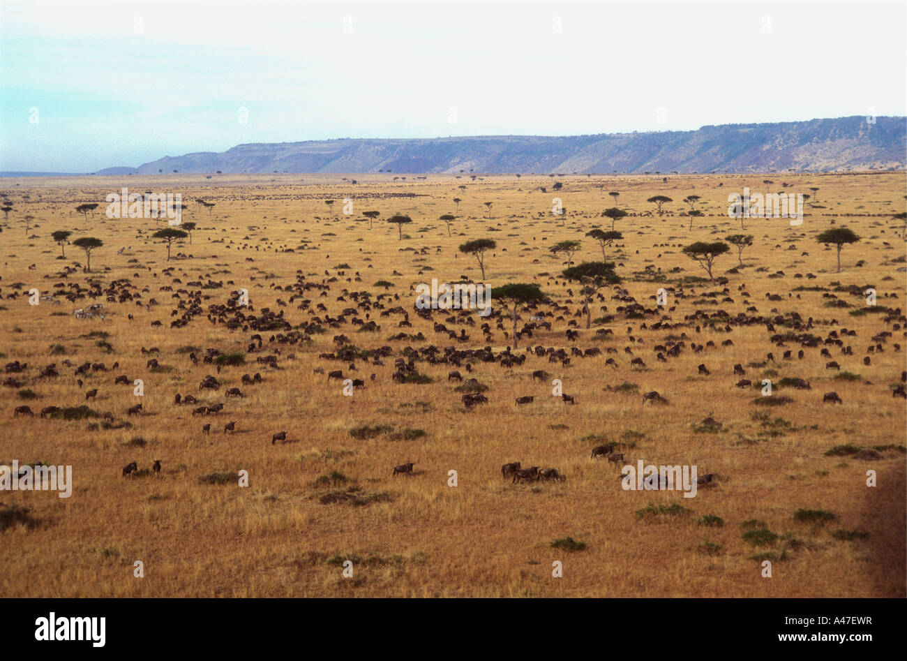 Luftbild große Herde von Gnus während der Migration in die Masai Mara National Reserve Kenia in Ostafrika Stockfoto