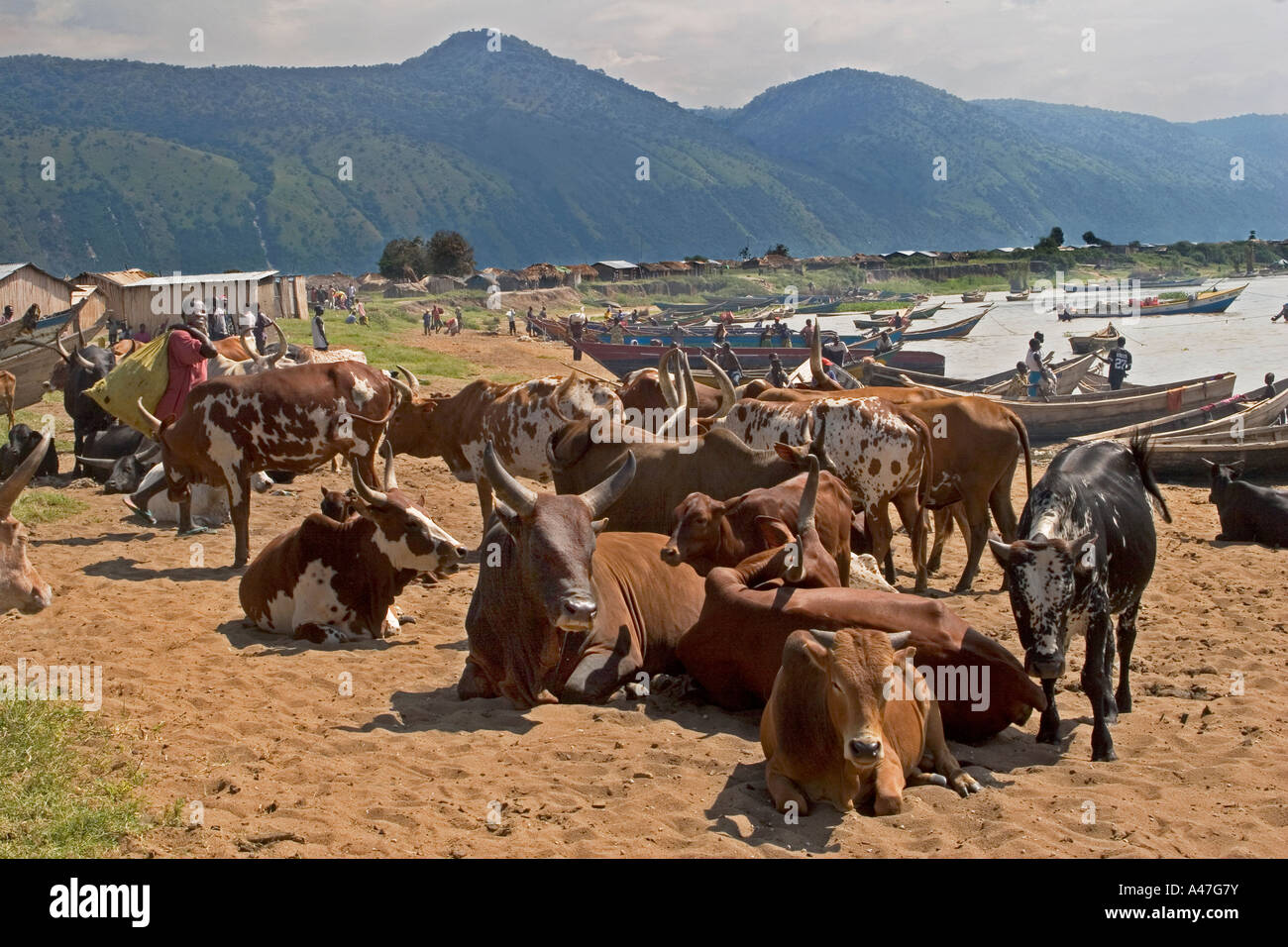 Rinderherde auf Ufer von Lake Albert, Nord-Uganda, Ostafrika, Stockfoto