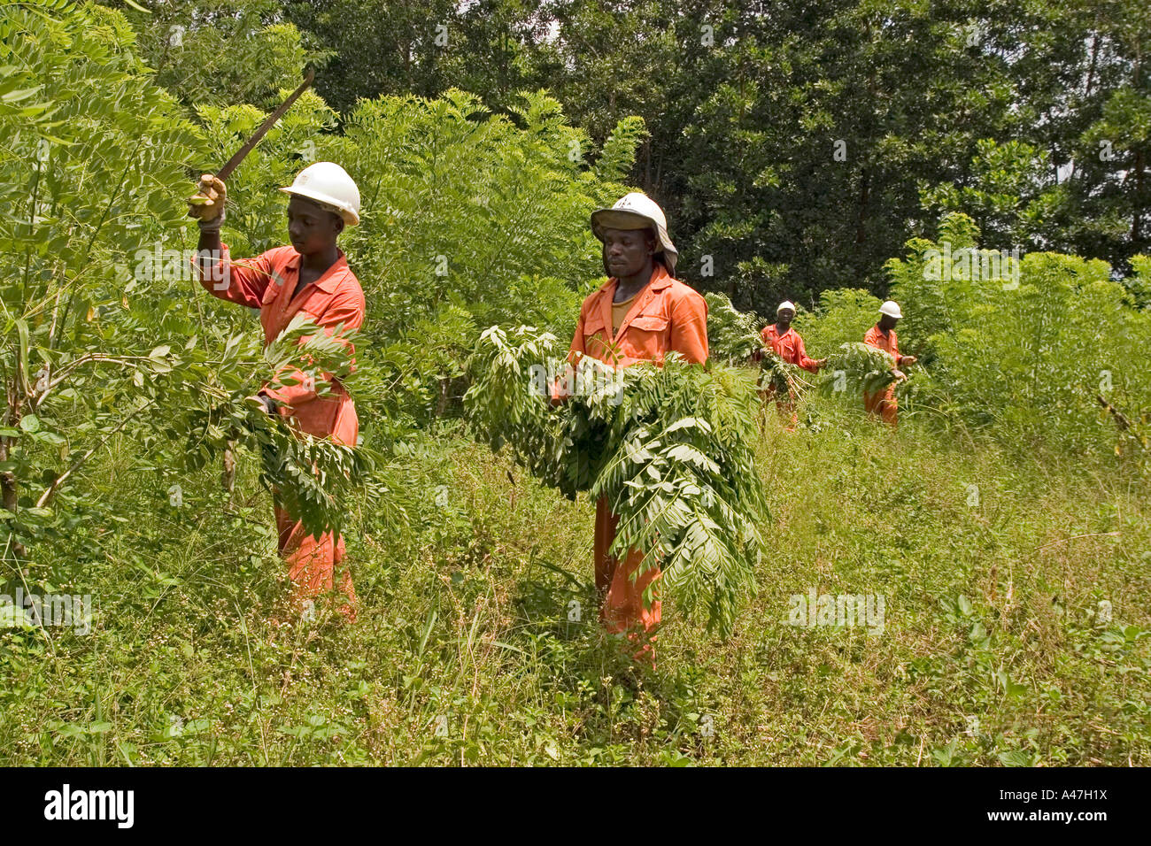 Umwelt-Arbeiter und Feldassistenten arbeiten auf Bodendecker im sanierten Oberfläche Goldmine Grube, Ghana, Westafrika Stockfoto