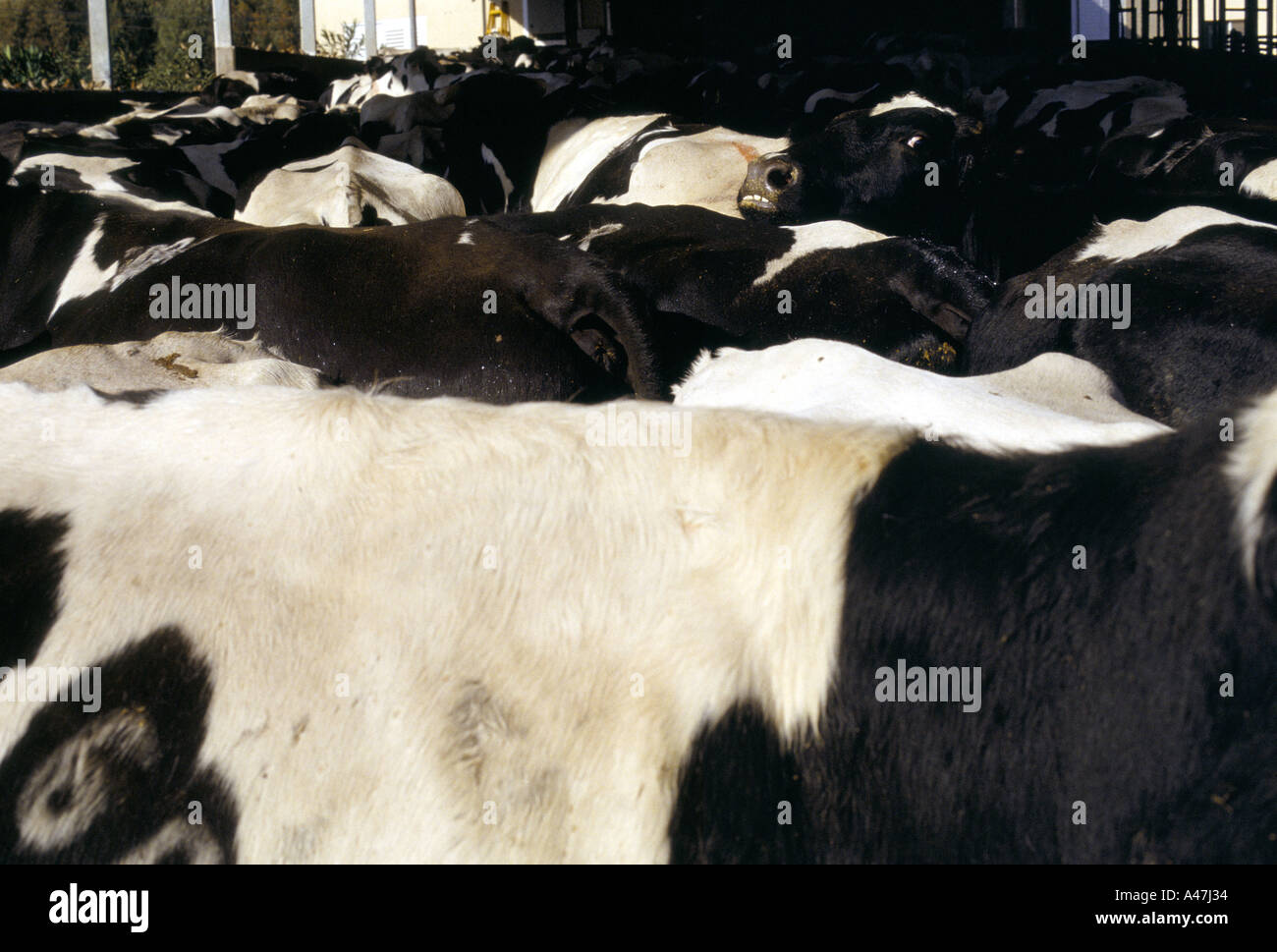 Golan-Höhen Siedler s große Golan Molkerei gehört werden an zentralen EDV Melkstand gemolken, ortal 2000 Stockfoto