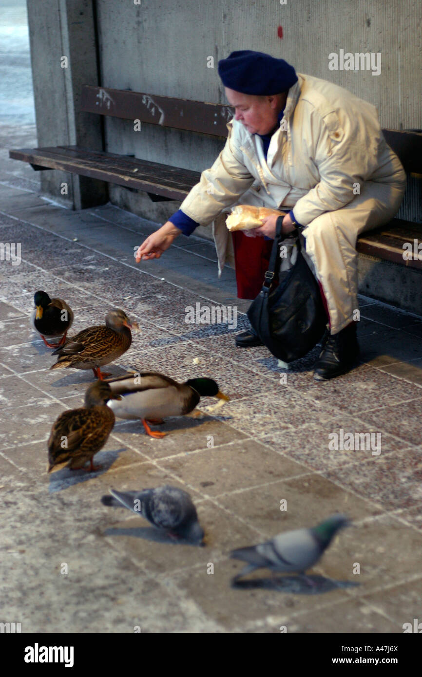 Eine ältere Frau ernähren sich eine Gruppe von Enten in Schweden. Stockfoto