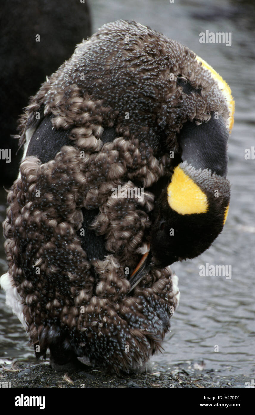 Königspinguin putzen, Gold Harbour, South Georgia Island, südlichen Atlantik Stockfoto