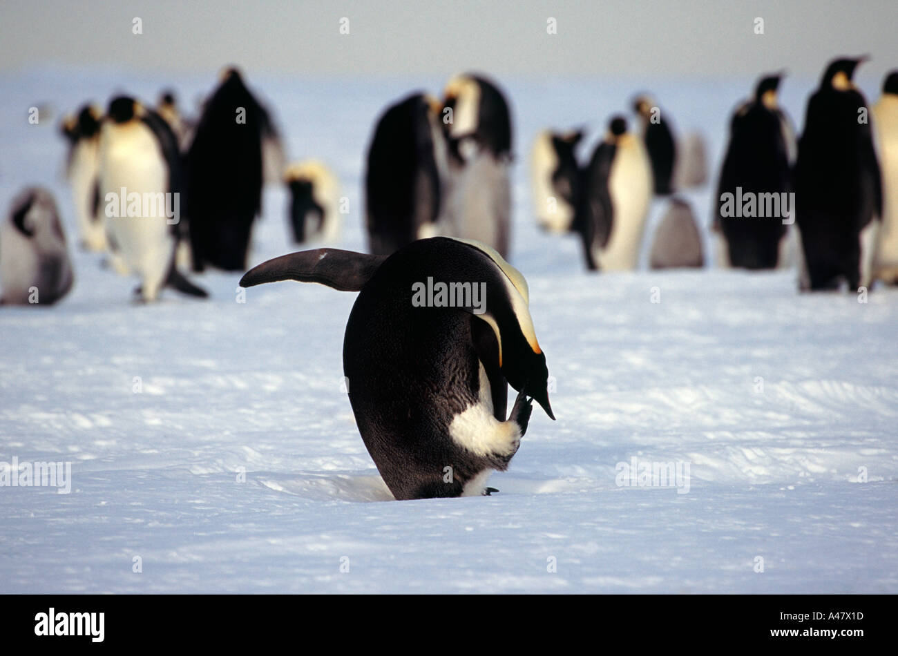 Kaiser-Pinguin kratzen am Schelf Larsen Rookery, Antarktis Stockfoto