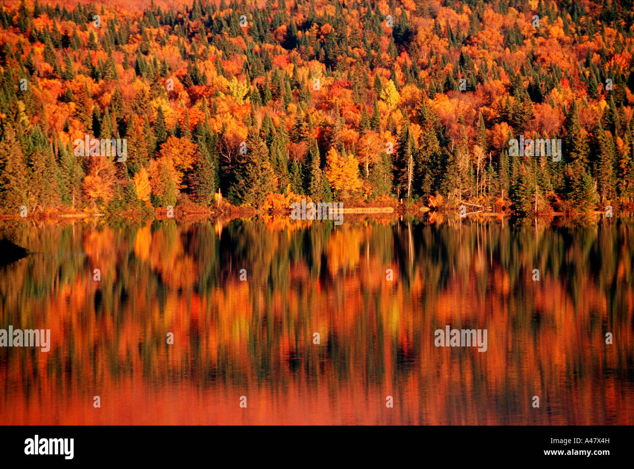 Herbstliche Bäume spiegeln sich in einem See in Quebec Stockfoto