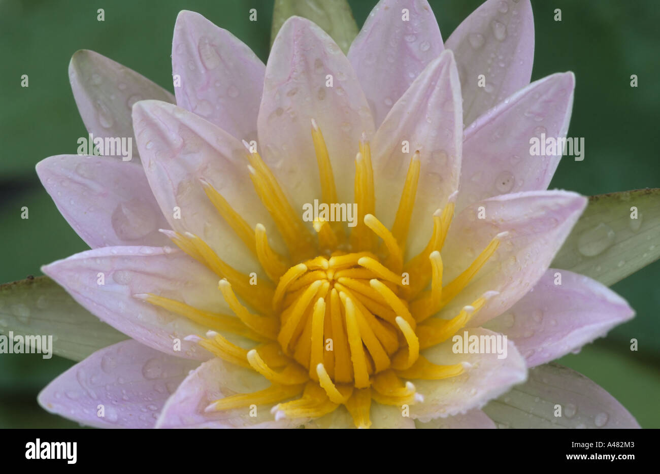 Tau gesprenkelte Water-Lily (Nymphaea capensis) im Okavango Delta, Botswana, Afrika Stockfoto