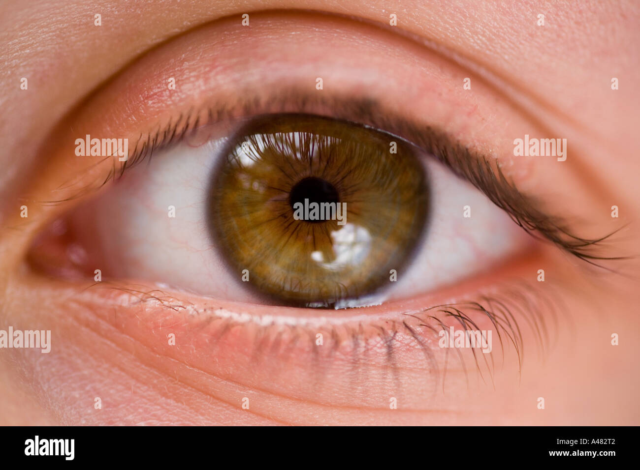 Nahaufnahme eines jungen Mädchens haselnussbraunen Augen Stockfoto