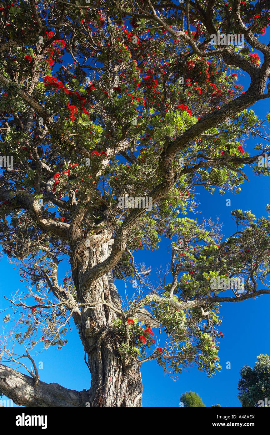 Pohutukawa Baum in voller Blüte Coromandel Halbinsel North Island Neuseeland NR Stockfoto