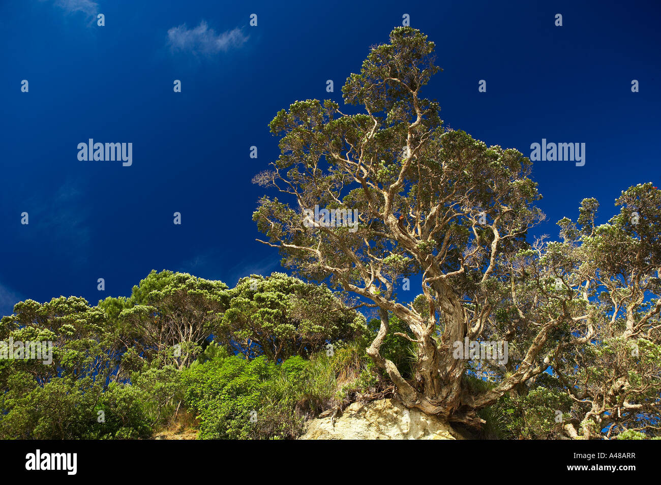 Pohutukawa-Bäume an der Küste Oper Punkt Whangapoua Hafen Coromandel Halbinsel North Island Neuseeland NR Stockfoto