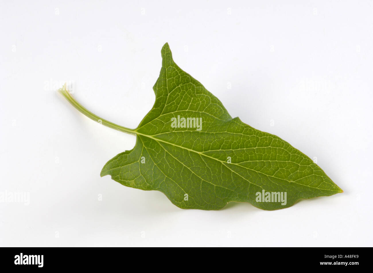 Guter Heinrich Stockfoto