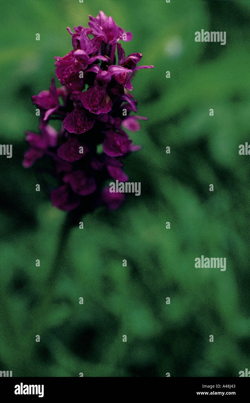 Insel Eigg Schottland seltene Orchideen gedeihen in der Umgebung von Eigg 1997 Stockfoto