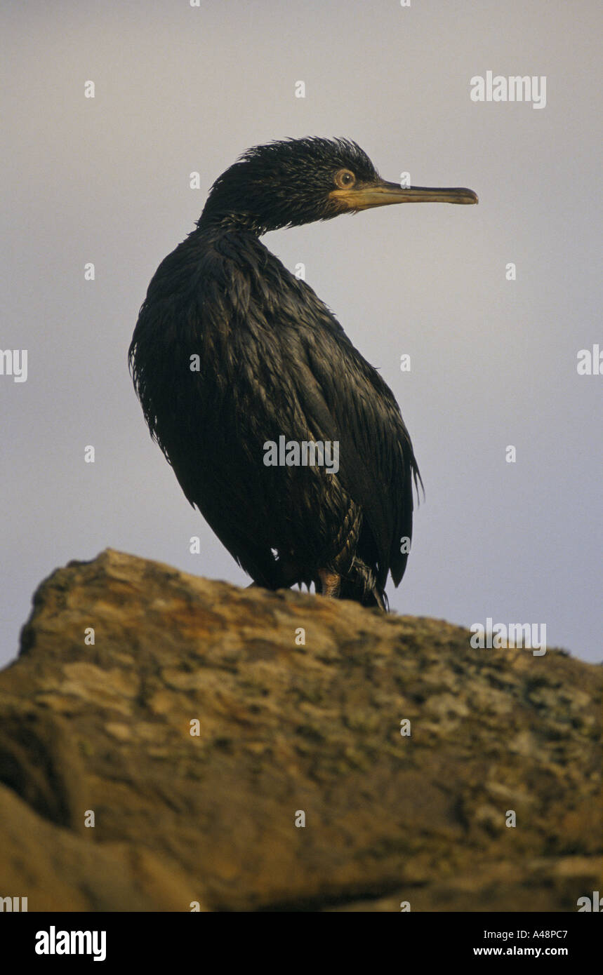 Ein Kormoran bedeckt in Öl, nach der Braer Tanker vor der Küste von den Shetland-Inseln sank Stockfoto