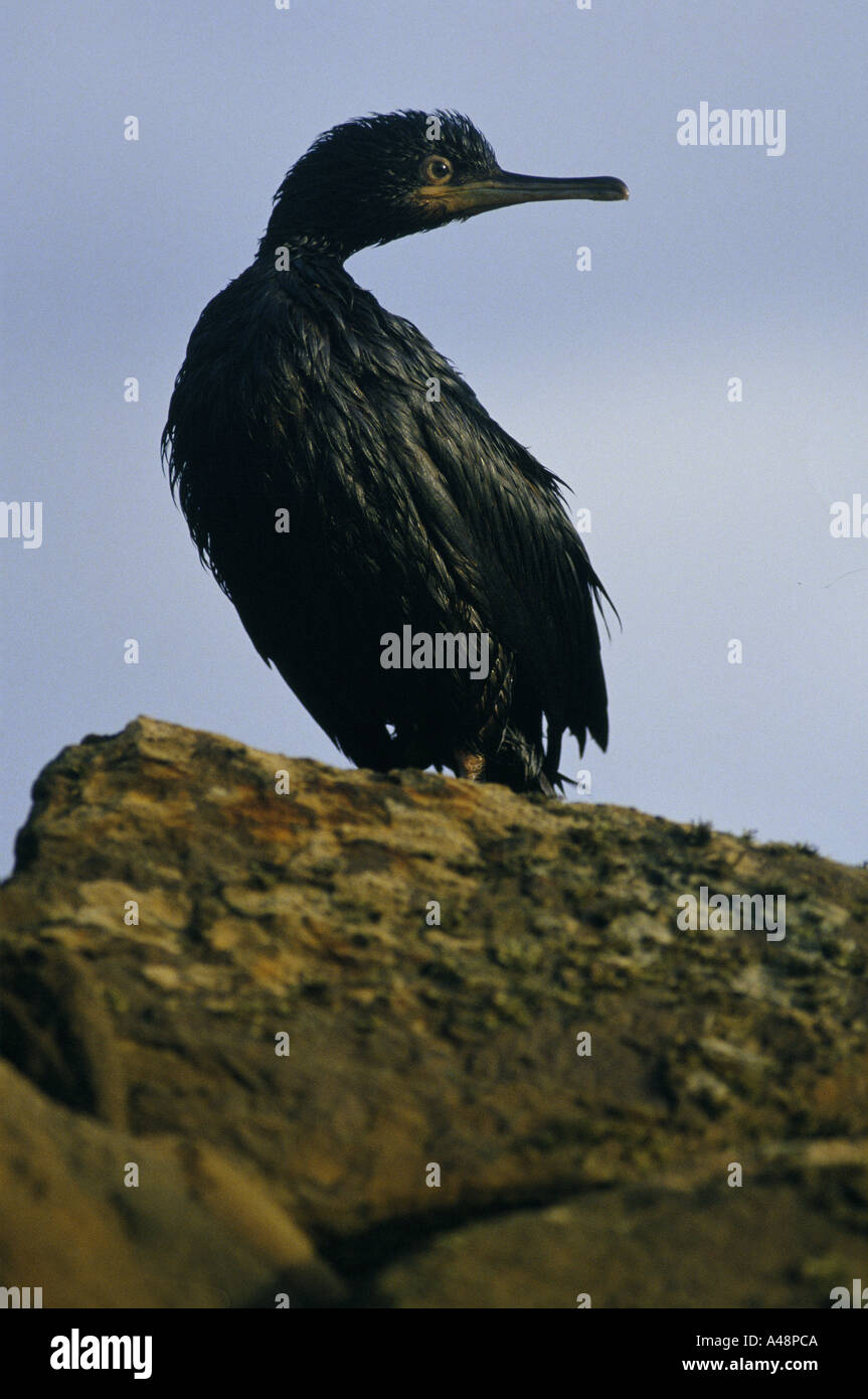 Ein Kormoran bedeckt in Öl, nach der Braer Tanker vor der Küste von den Shetland-Inseln sank Stockfoto