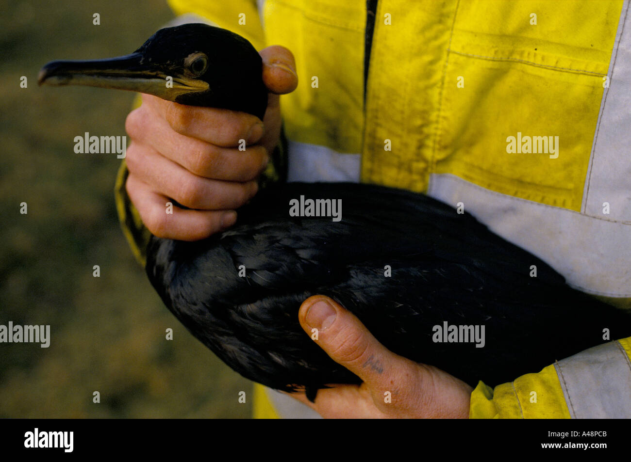 Seevogel bedeckt mit Öl, nachdem die Tanker Braer vor den Shetland-Inseln sank Stockfoto