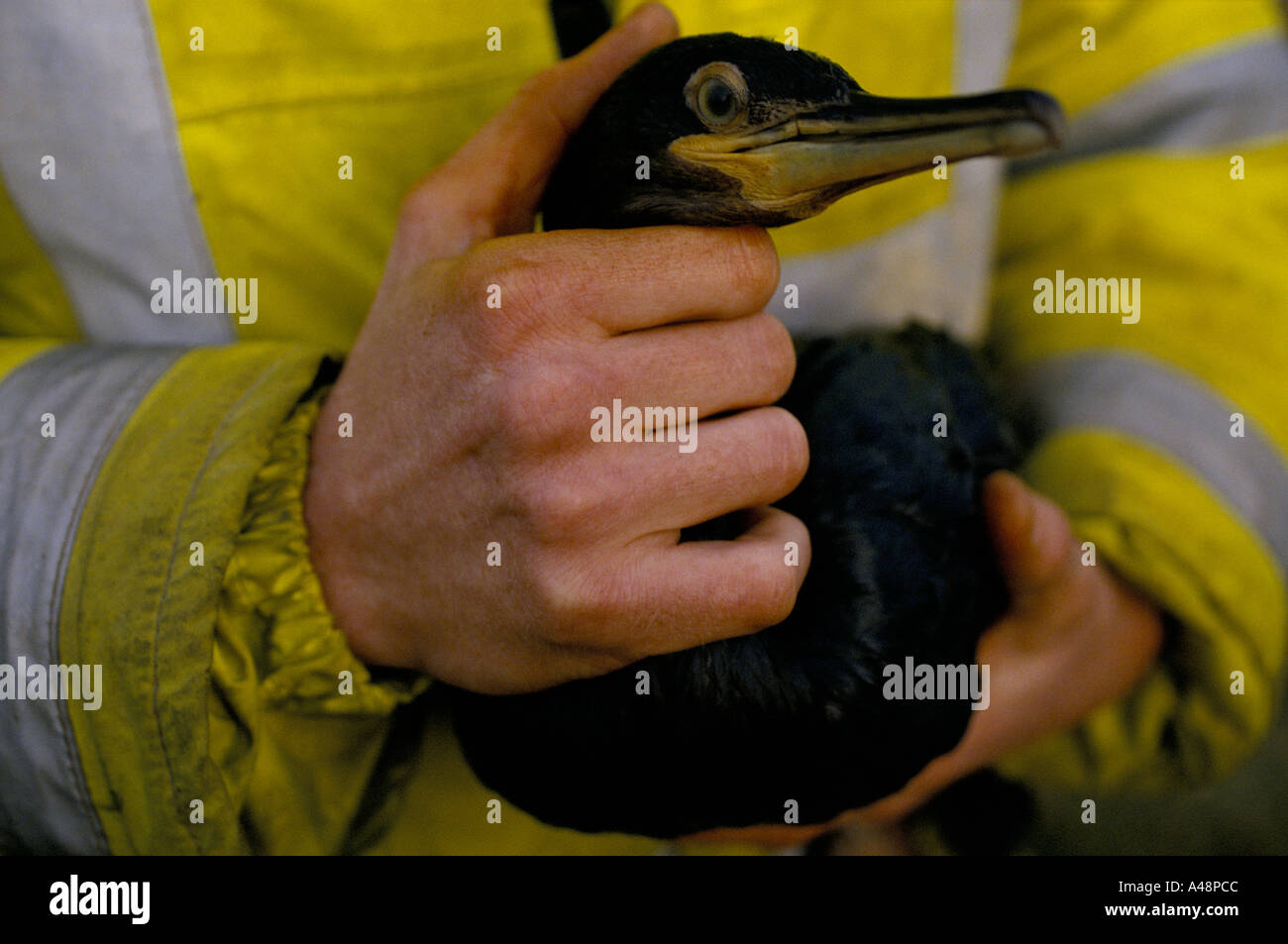 Sea Bird in Öl behandelt, nachdem die Tanker Braer vor Shetlands 1993 sank Stockfoto