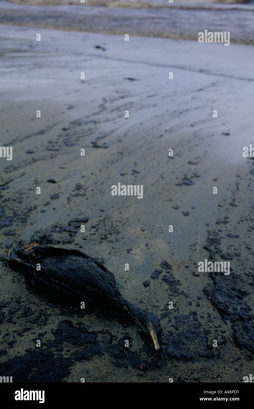 Toter Vogel fallen in Öl als Folge der Ölkatastrophe Brear Shetland 1993 Stockfoto