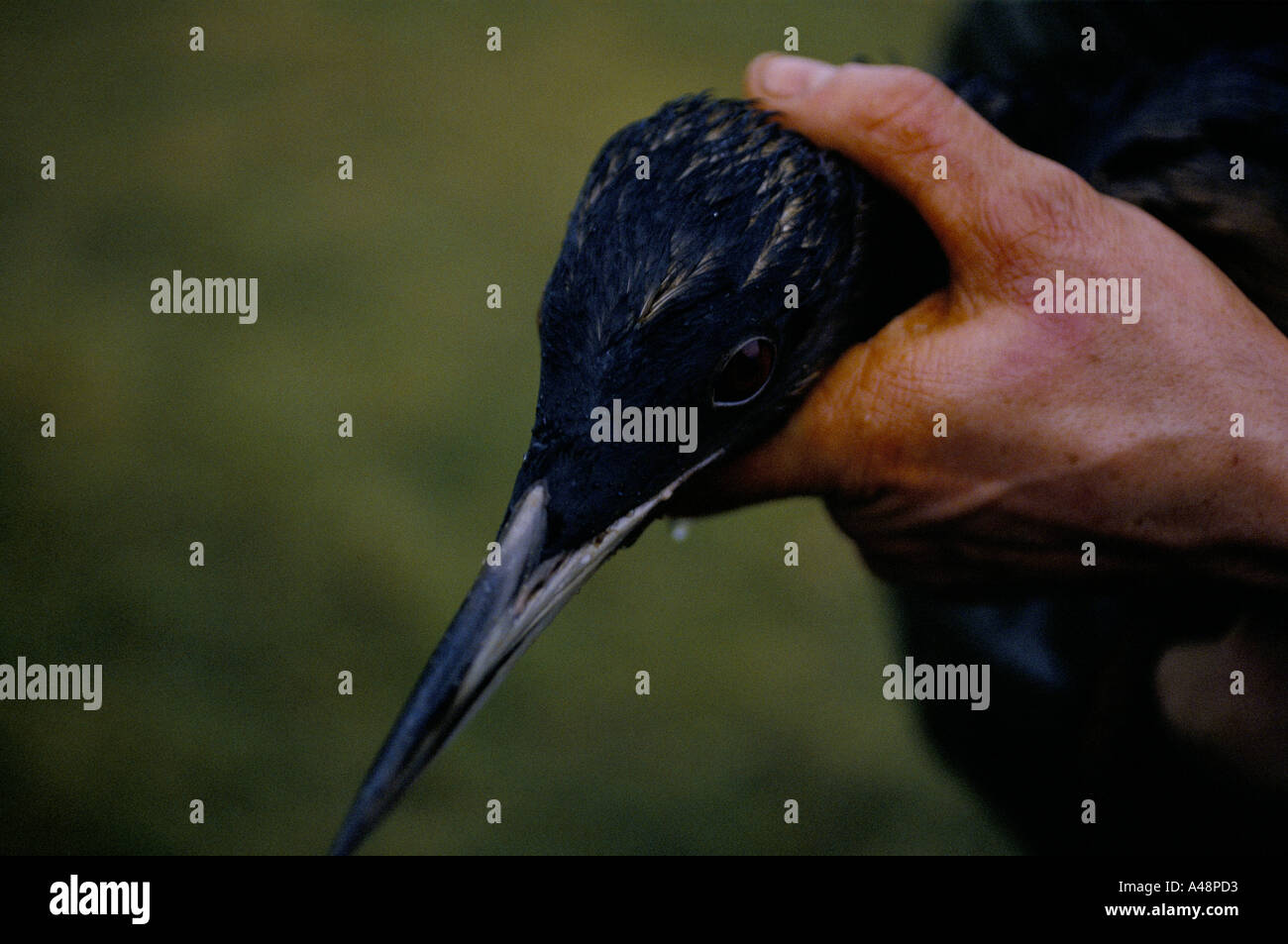Vogel bedeckt in Öl, nach Öltanker Braer vor Shetland Inseln sank Stockfoto