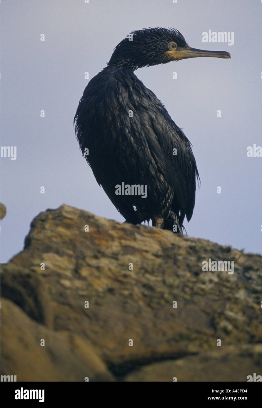 Vogel mit Öl bedeckt nach der Öltanker Braer vor Shetland-Inseln 1993 sank Stockfoto