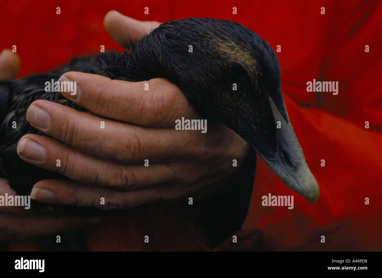 Vogel in Öl als Folge der Ölkatastrophe Brear bedeckt Shetland 1993 Stockfoto