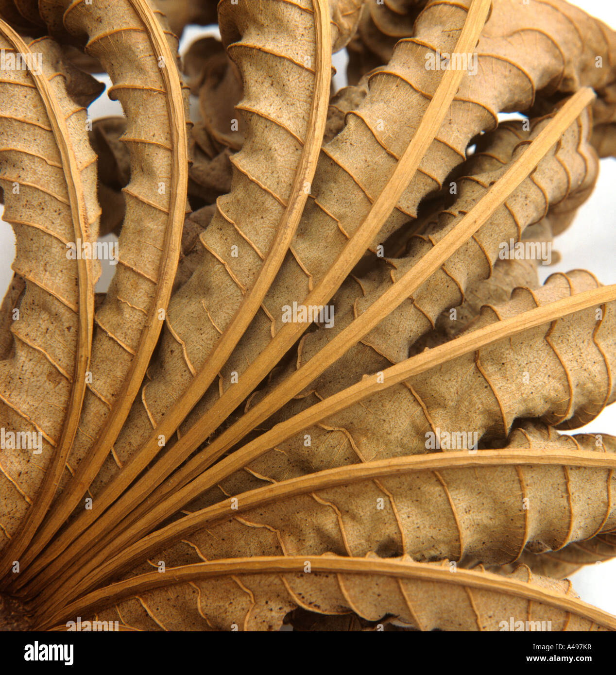Natur gewellt getrockneten Blättern Stockfoto