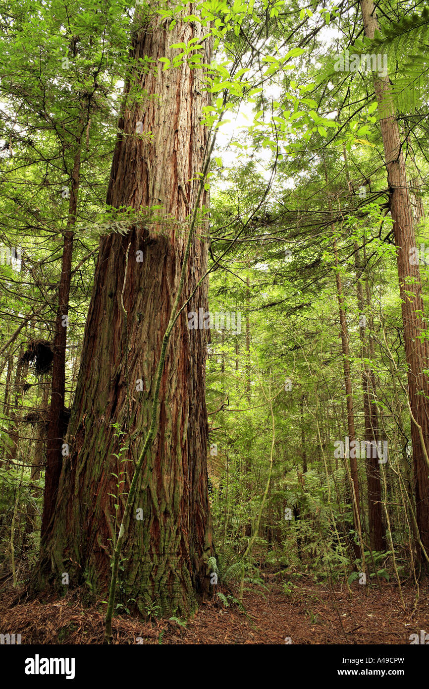 Redwood grove Stockfoto