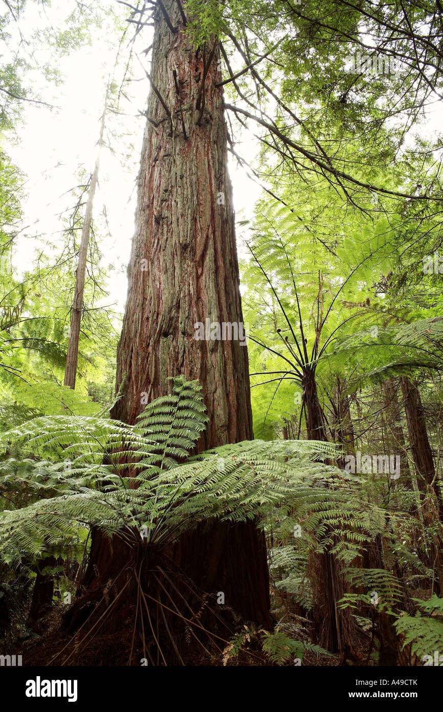 Redwood-Baum Stockfoto