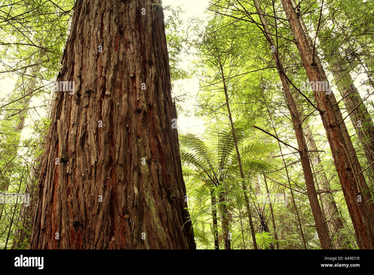 Redwood Forest Stockfoto