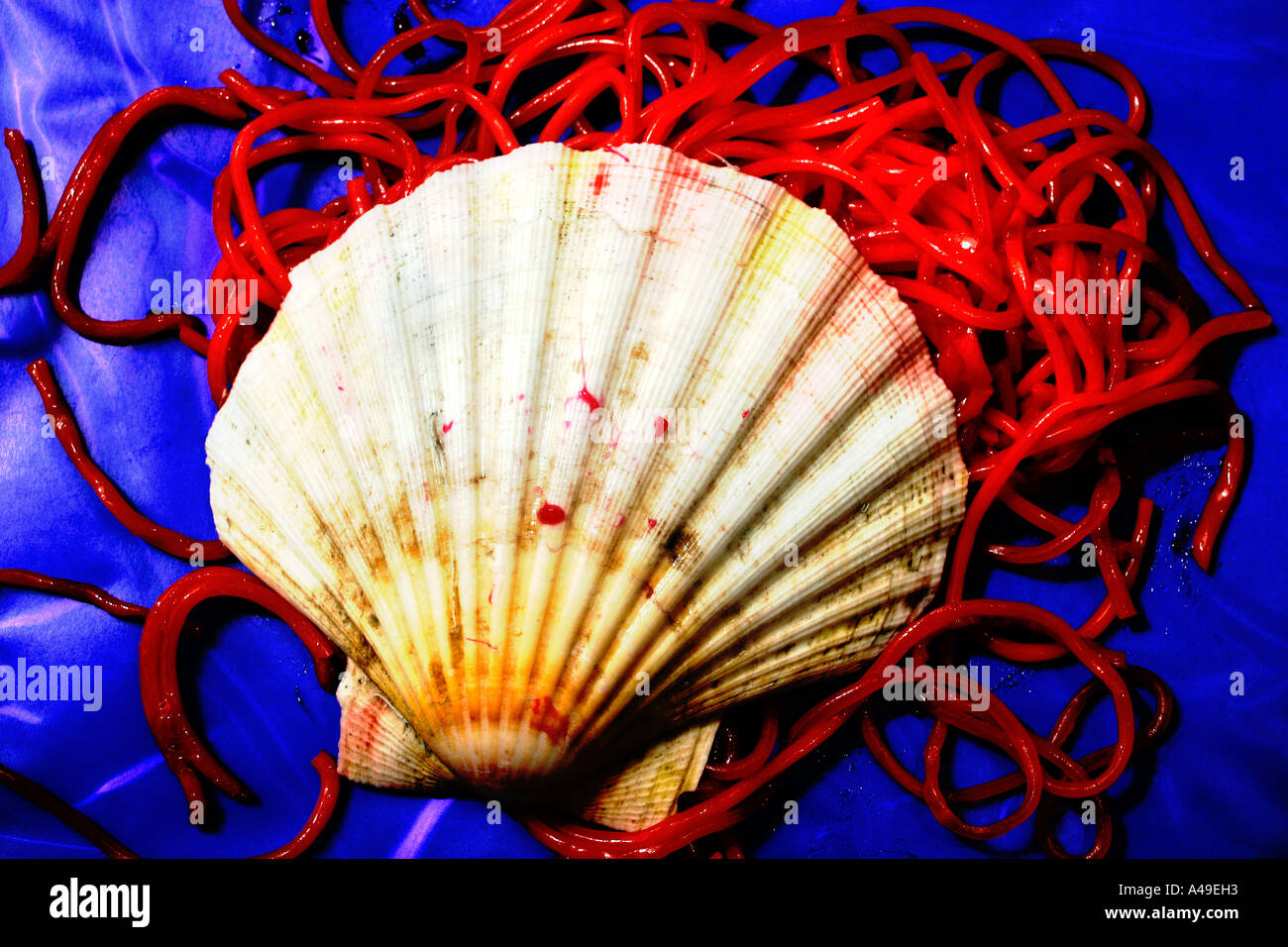 Jakobsmuschel mit rote spaghetti Stockfoto