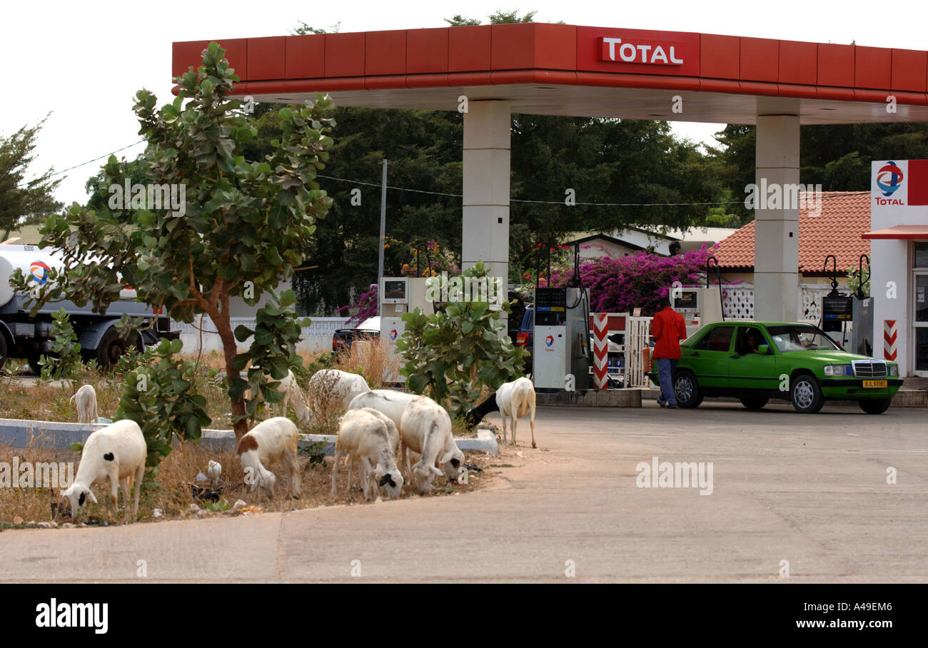 Schafbeweidung auf insgesamt Benzin station Gambia Stockfoto