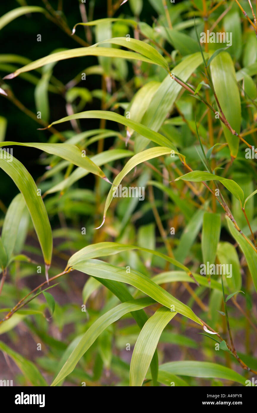 Gelbe bambusbltter -Fotos und -Bildmaterial in hoher Auflsung  Alamy