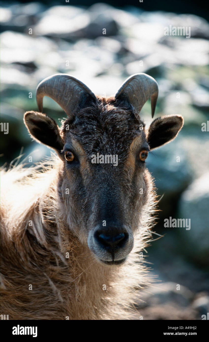 Himalayan Thar / Himalaya-Thar Stockfoto