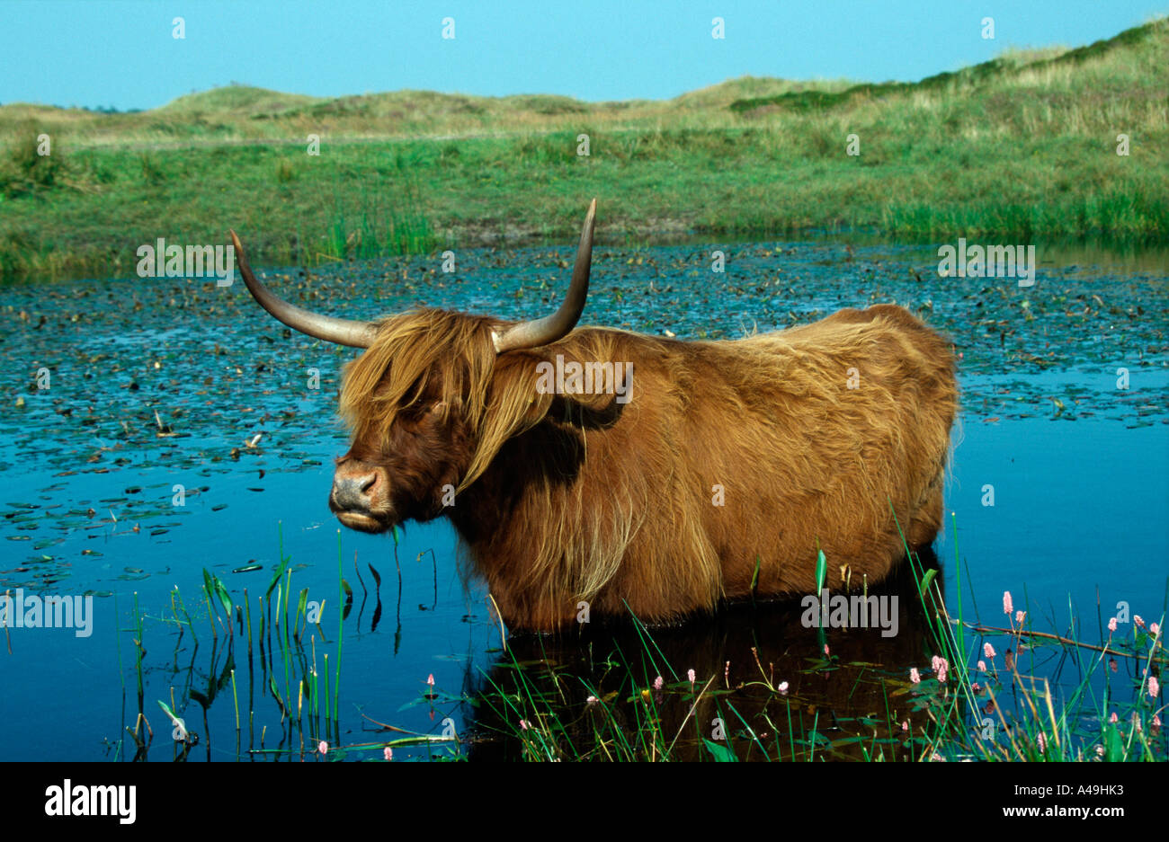 Schottische Hochlandrinder / Hausrind / Traditionsmusik Hochlandrind Stockfoto