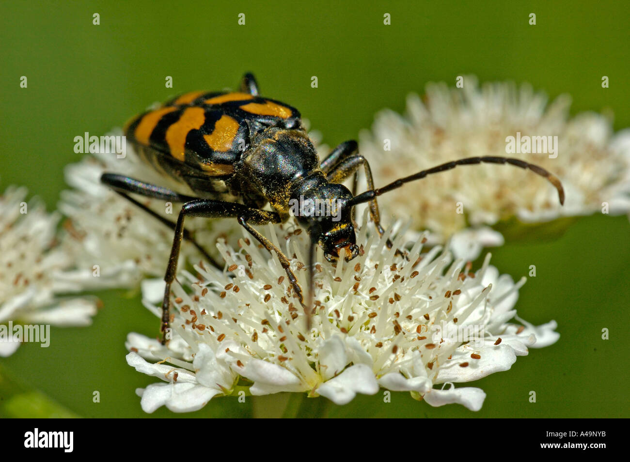 Longhorn Beetle / Rothalsbock / Roter Blumenbock / Bockkaefer Stockfoto