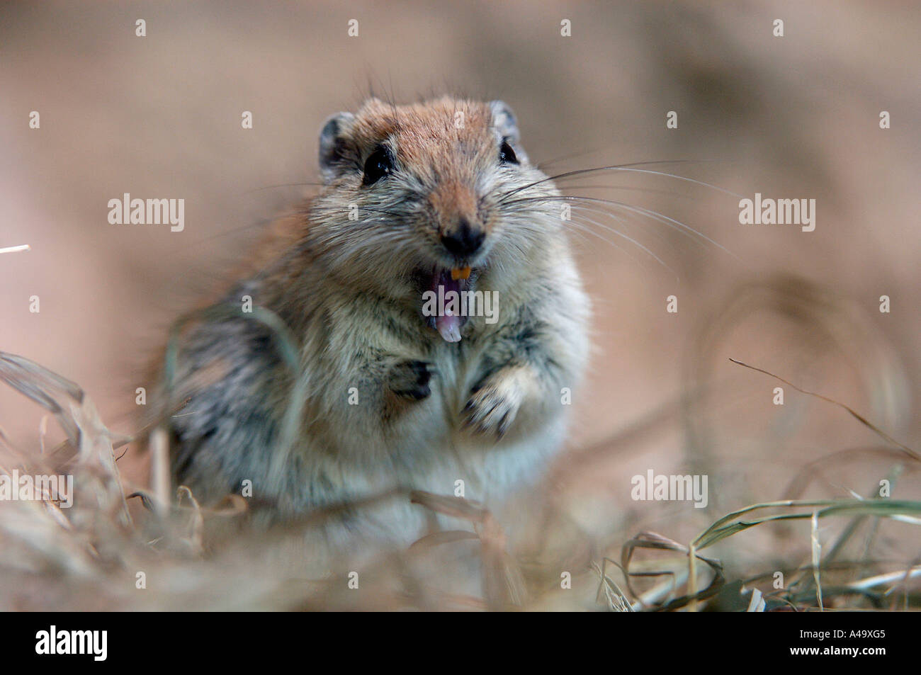 Fette Sand Ratte Stockfoto