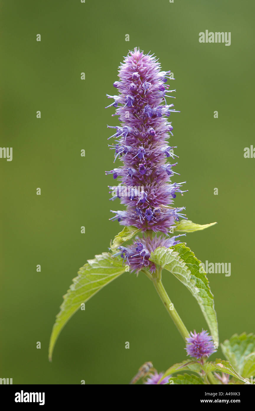 Anis-Ysop Stockfoto