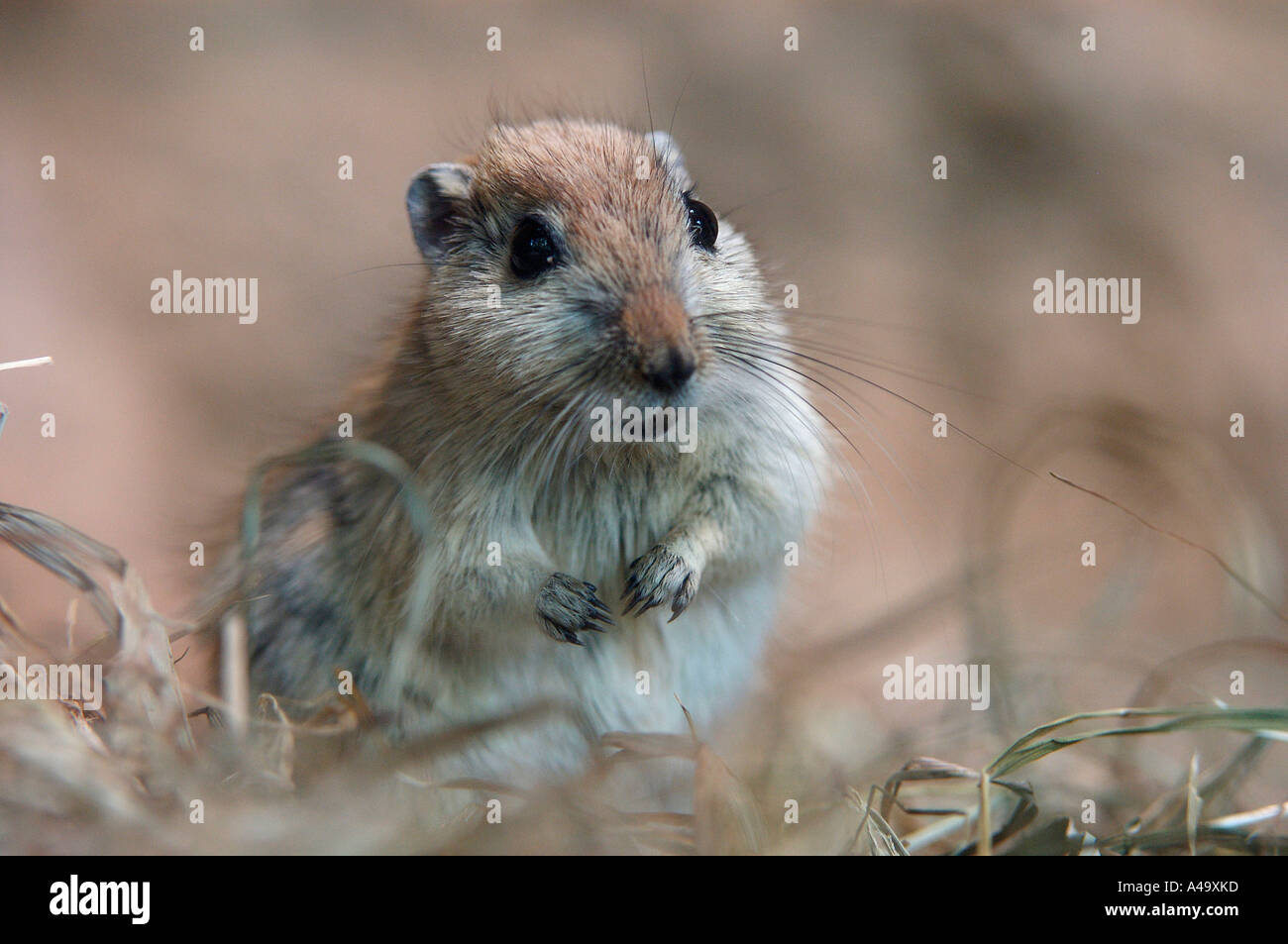 Fette Sand Ratte Stockfoto